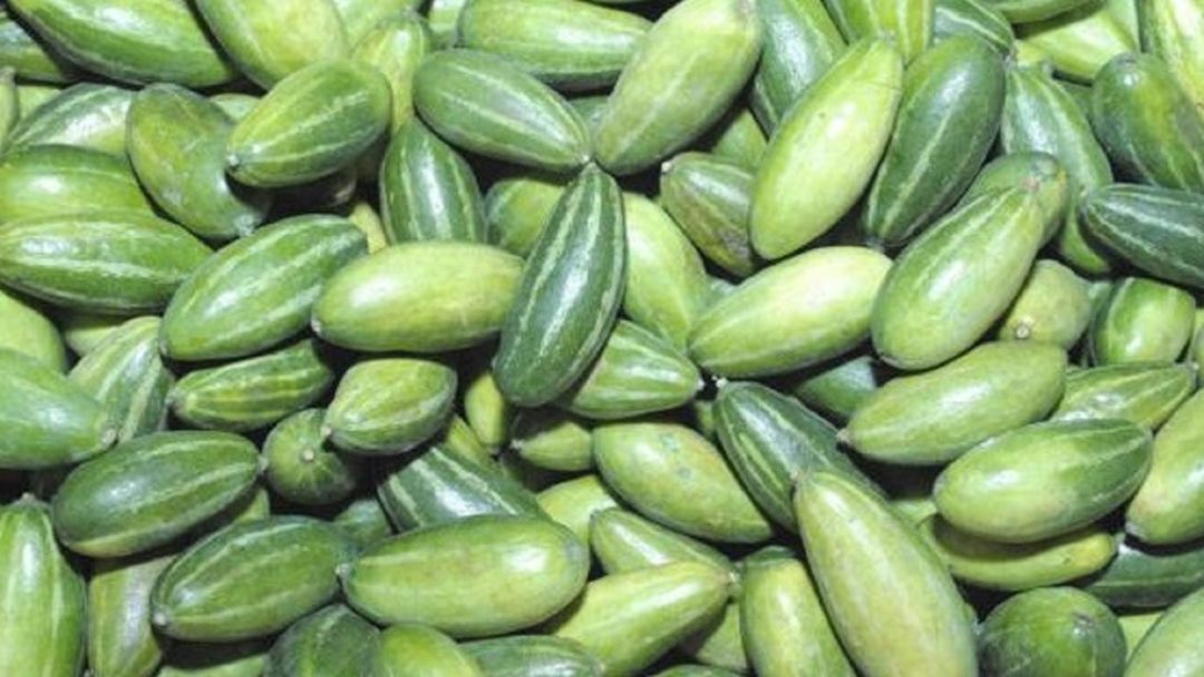 Trichosanthes dioica परवल Parval